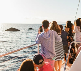 Sailing Tours - Whale Watching Cruise in Wailea