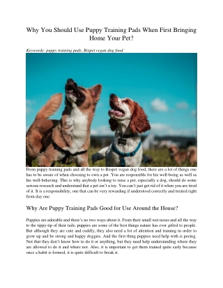 Why You Should Use Puppy Training Pads When First Bringing Home Your Pet