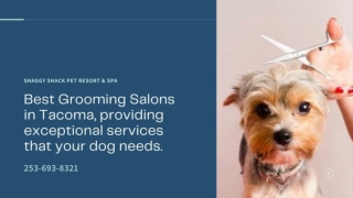 Best Grooming Salons in Tacoma, providing exceptional services that your dog needs.