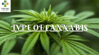 Types of cannabis