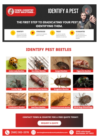 Syracuse termite control | Buffalo Pest Control