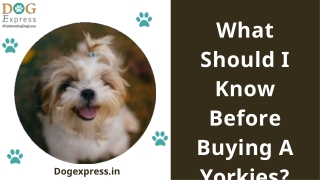What Should I Know Before Buying A Yorkie?