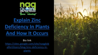 Zinc Deficiency In Plants And How It Occurs