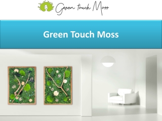 Green Touch Moss