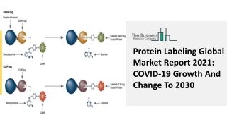 Global Protein Labeling Market Report 2021-2030 | Growth and Trends