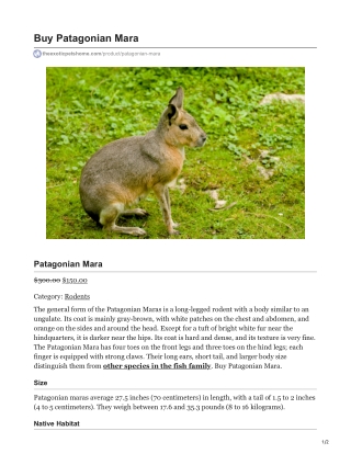 Patagonian Mara