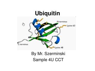 Ubiquitin