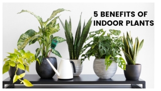 5 Benefits of Indoor Plants