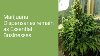 Medical Marijuana Remain as Essential Business