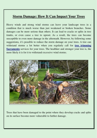 Is Tree Trimming Service the Best Way to Save Trees From Storm Damage?