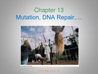 Chapter 13 Mutation, DNA Repair,…