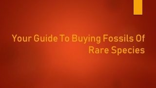 Your Guide To Buying Fossils Of Rare Species