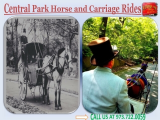 Central Park Horse and Carriage Rides