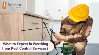 What to Expect in Worthing from Pest Control Services