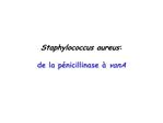 Staphylococcus aureus: de la p nicillinase vanA