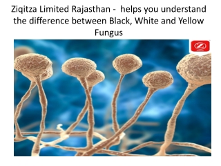 Ziqitza Limited Rajasthan -  helps you understand the difference between Black, White and Yellow Fungus