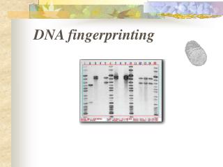 DNA fingerprinting