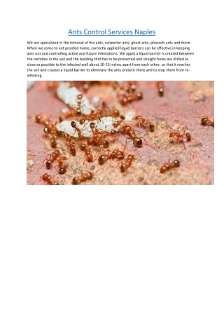 Ants Control Services Naples