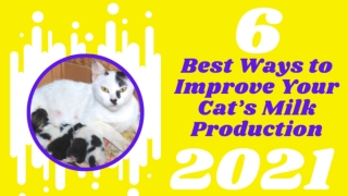 Top 6 Best Ways To Improve Cat Milk Production 2021! Cat Health Tips ! Cat Pregnancy (2)