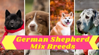 German Shepherd Mix  20 Most Popular Mix Breed Dogs ! Pet Care