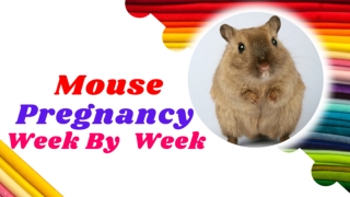 Mouse Pregnancy  week by week 2021 ! Mouse Health ! Pet Care (2)