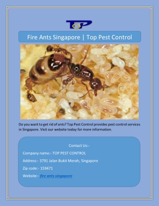 Fire Ants Singapore | Top Pest Control