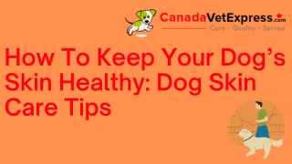 How To Keep Your Dog’s Skin Healthy Dog Skin Care Tips