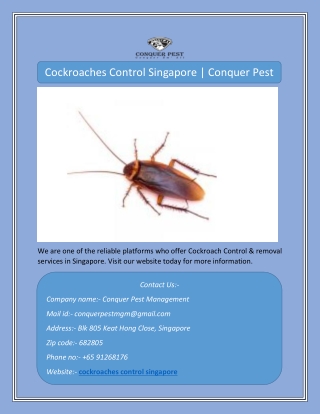 Cockroaches Control Singapore | Conquer Pest