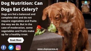 Dog Nutrition Can Dogs Eat Celery