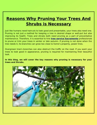 Why Hiring an Expert Is Necessary for Pruning Your Trees and Shrubs?