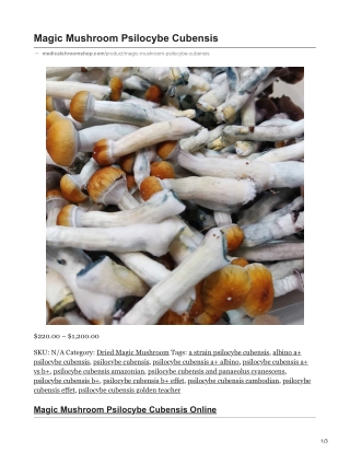 Magic Mushroom Psilocybe Cubensis