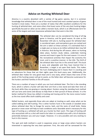 Advice on Hunting Whitetail Deer