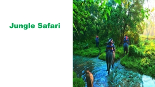 Jungle Safari