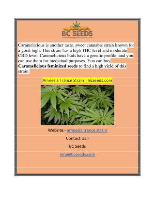 Amnesia Trance Strain Bcseeds.com