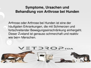 Symptome, Ursachen und Behandlung von Arthrose bei Hunden