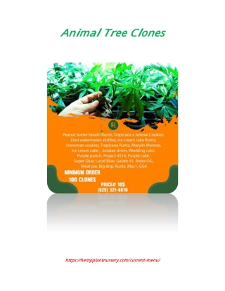 Animal Tree Clones