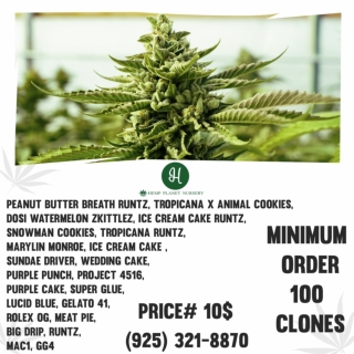 GG4 clones inland empire Hemp Plant Nursery