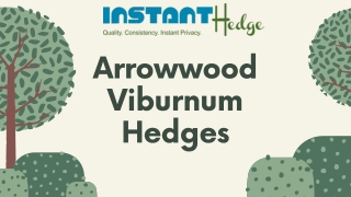 Viburnum dentatum (Arrowwood Viburnum) Hedges | InstantHedge