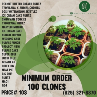 Blue Cookies clones Los Angeles Hemp Plant Nursery