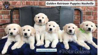 Golden Retriever Puppies Nashville - tristargoldens.com