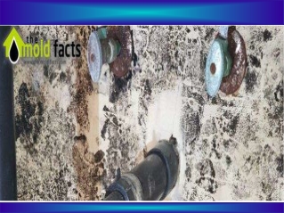 Mold Remediation - Mold Removal