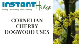Benefits Of Growing Cornelian Cherry In Your Landscape