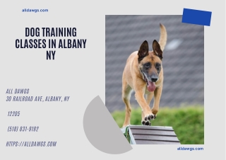 Dog Training Classes in Albany NY