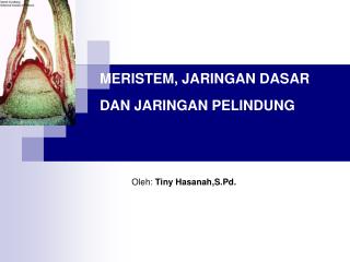MERISTEM, JARINGAN DASAR DAN JARINGAN PELINDUNG