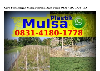 Cara Pemasangan Mulsa Plastik Hitam Perak ౦83I•ԿI8౦•I778(WA)