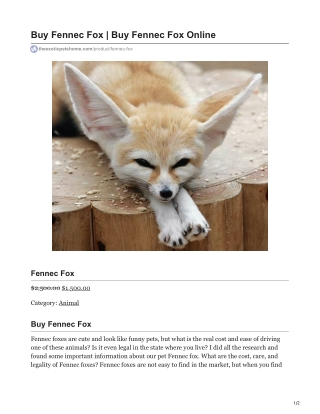 Fennec Fox