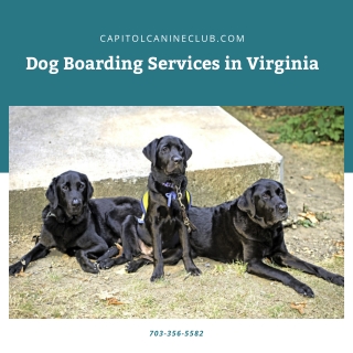 Dog Boarding Services in Virginia