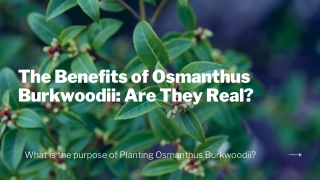 The Benefits of Osmanthus Burkwoodii Are They Real