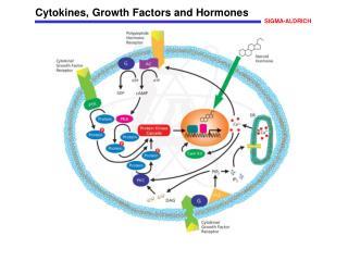 Cytokines, Growth Factors and Hormones