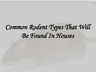 Common Rodent Types That Will Be Found In Houses